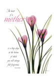 Pink Spring Crocus  Mother