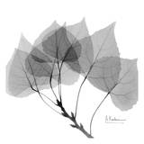 Aspen in Black and White