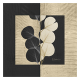 Eucalyptus on Squares