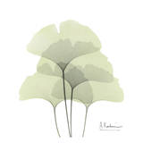 Ginkgo Quad in Green