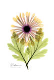 Chrysanthemum in Color