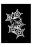 Star Fish Group on Black
