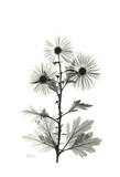 Chrysanthemum For Christine