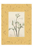 Parsley With Yellow Damask Frame