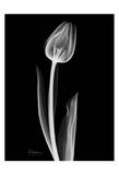 Lonely Tulip on Black