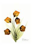 Sandersonia in Gold
