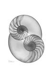 Nautilus Twins