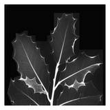 Holly Leaves Black and White