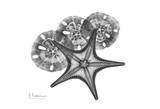Starfish And Sand Dollar