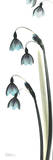 Snowdrop Galanthus in Blue