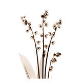 Lily of The Valley in Sienna