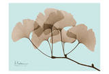 Ginkgo Leaves Brown on Blue