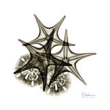 Starfish and Sand Dollar in Sienna