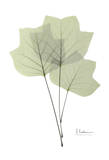 Tulip Tree in Green