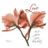 Royal Red Orchid  Love