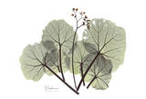 Begonia in Green
