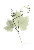 Grape Vine in Pale Green