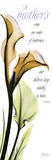 Mother  Calla Lily in Yellow