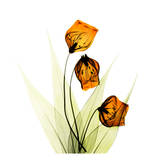 Sandersonia in Gold