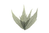 Japanese Fern in Green II