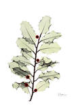 Holly With Berries