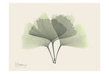 Ginkgo on Beige