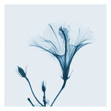 Hibiscus in Blue