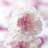 Carnation Creation III