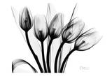 Early Tulips N Black and White