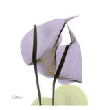 A Gift of Flowers in Lavender