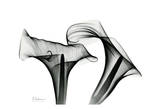 Calla Lily Close Up in Black and White