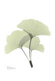 Ginkgo in Pale Green II