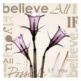 Believe  Violet Daffodils
