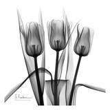 Tulip Trio in Black and White