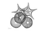 Sea Urchin And Starfish