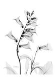 Fox Glove