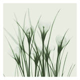 Crocus Green