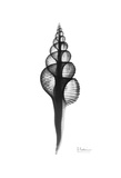 Fusinus Colus in Black and White