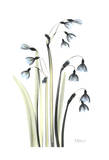 Snow Drop Galanthus in Full Bloom
