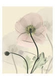 Mandelilla in Color on Beige II