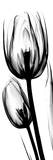 Tulip in Black and White
