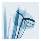 Flamingo Plant in Blue