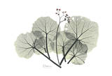 Begonia Buds