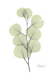 Eucalyptus in Pale Green