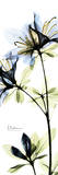 Blue Azalea