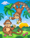Monkeys