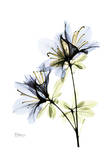 Artistic Azalea