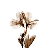 Geranium in Sienna