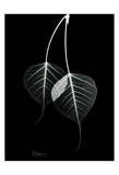 Bodhi Tree Leaves on Black