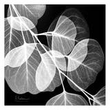 Eucalyptus Black and White